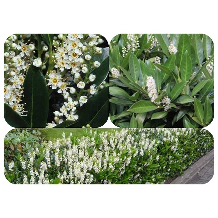 Laurowiśnia Caucasica 40–60 cm P9 — Zimozielony żywopłot, gotowa sadzonka Polska