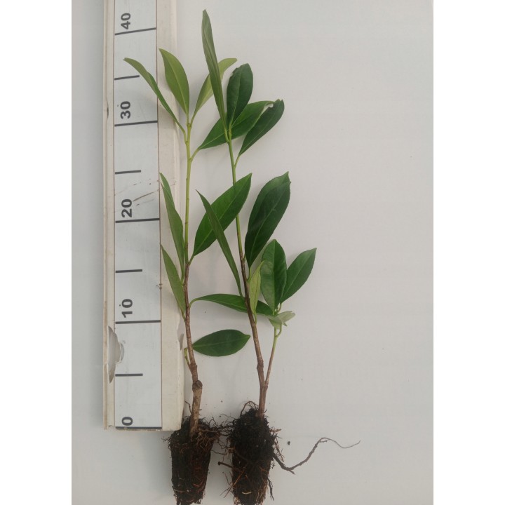 Laurowiśnia 'Caucasica' 20–30 cm w doniczce P9 — idealna na gęsty, zimozielony żywopłot