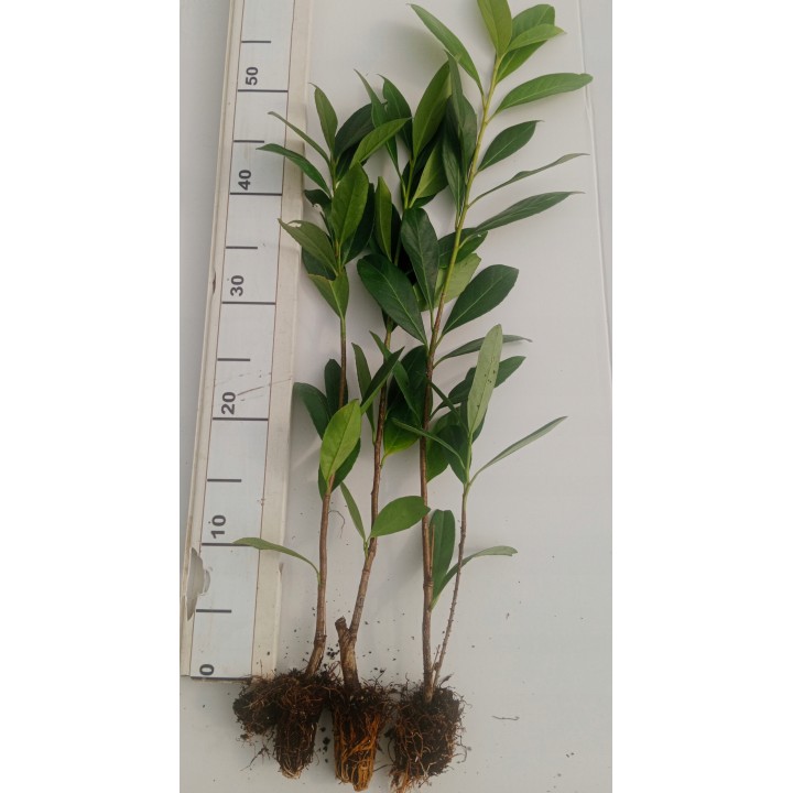 Laurowiśnia Caucasica 40–60 cm P9 — Zimozielony żywopłot, gotowa sadzonka Polska