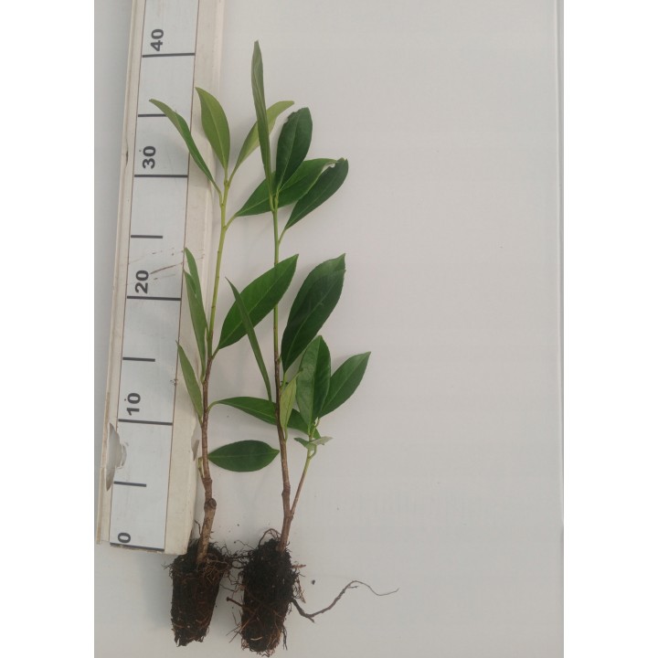 Laurowiśnia 'Caucasica' 30–40 cm P9 — gęsty, zimozielony żywopłot od szkółki