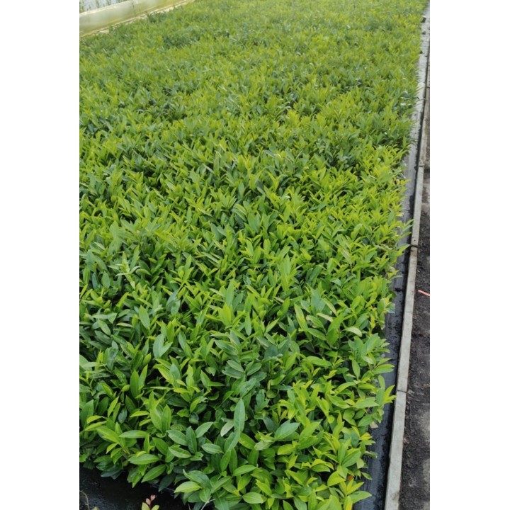 Laurowiśnia 'Caucasica' 20–30 cm w doniczce P9 — idealna na gęsty, zimozielony żywopłot