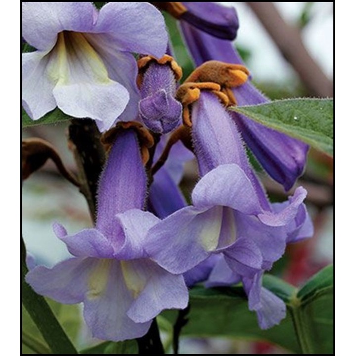 Paulownia (Drzewko Szczęścia) 2-letnia sadzonka 50–70 cm w doniczce P9 — egzotyka do ogrodu