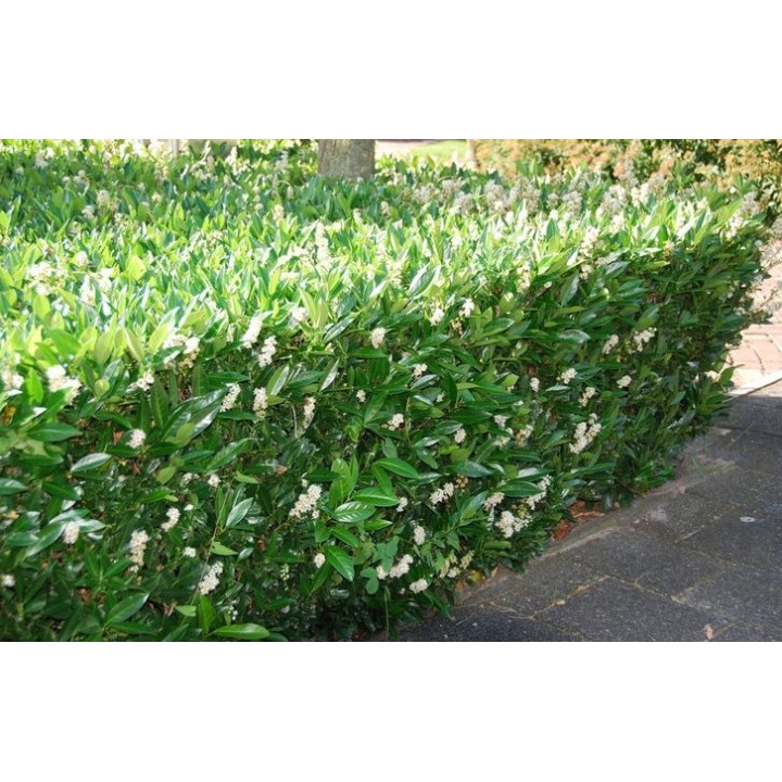 Laurowiśnia 'Caucasica' 20–30 cm w doniczce P9 — idealna na gęsty, zimozielony żywopłot