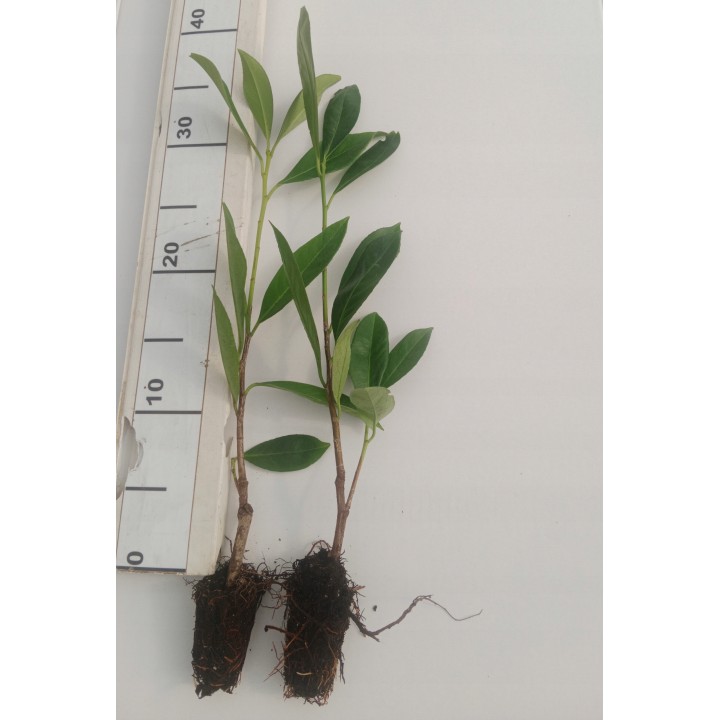 Laurowiśnia 'Caucasica' 20–30 cm w doniczce P9 — idealna na gęsty, zimozielony żywopłot