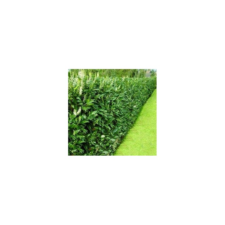 Laurowiśnia 'Caucasica' 20–30 cm w doniczce P9 — idealna na gęsty, zimozielony żywopłot