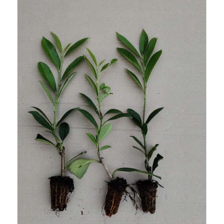 Laurowiśnia 'Caucasica' 20–30 cm w doniczce P9 — idealna na gęsty, zimozielony żywopłot