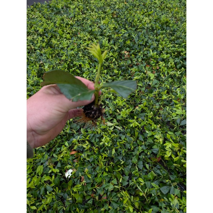 Laurowiśnia 'Caucasica'
