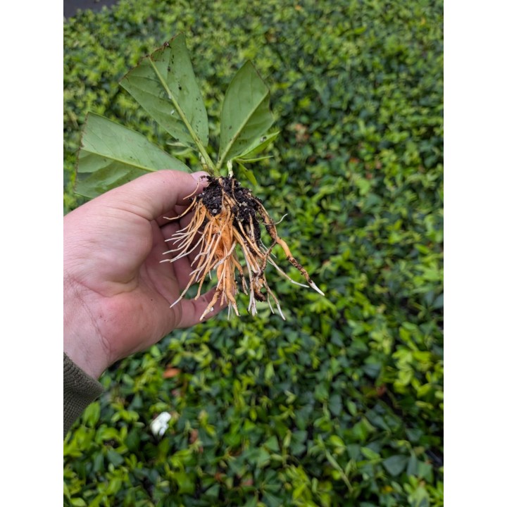 Laurowiśnia 'Caucasica'