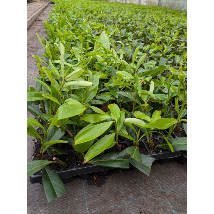 Laurowiśnia 'Caucasica'  sadzonki