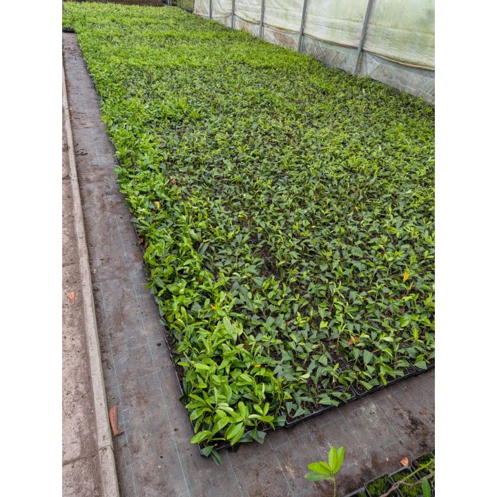 Laurowiśnia 'Caucasica' Hurt