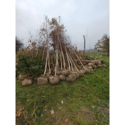 Brzoza brodawkowata 12–14 cm obwód, Sadzonka 200+ cm – Certyfikowana