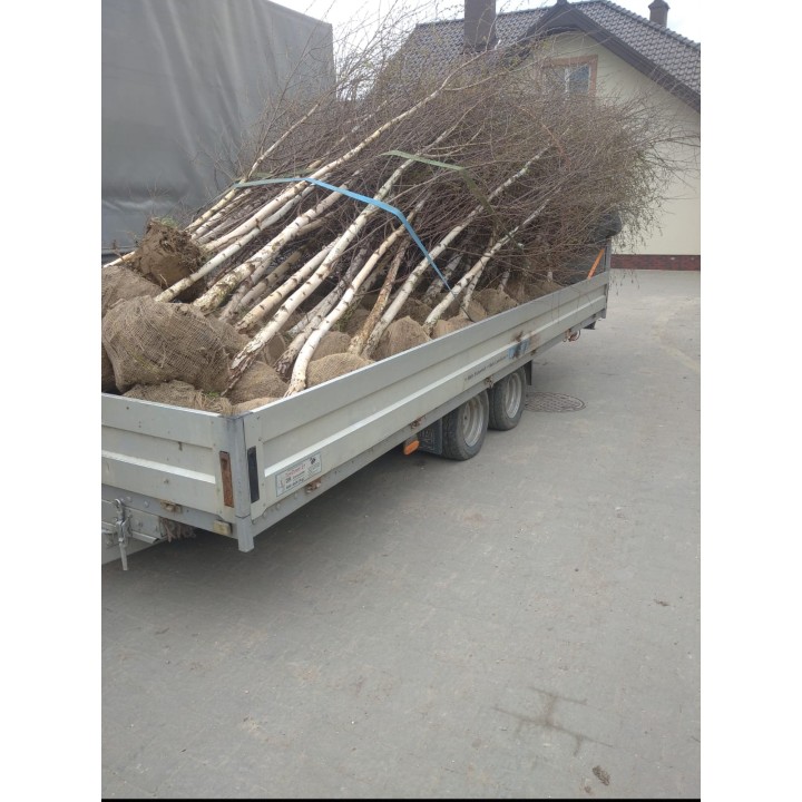 Brzoza brodawkowata 12–14 cm obwód transport