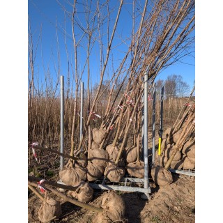 Klon Zwyczajny (Acer platanoides)