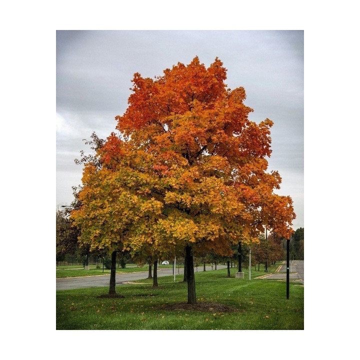 Klon zwyczajny 10-12 cm, wys. 200+ cm - SadzonkiDrzew.pl