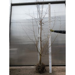 Grab pospolity (Carpinus betulus) obwód 8-10 cm, wys. 200-400 cm