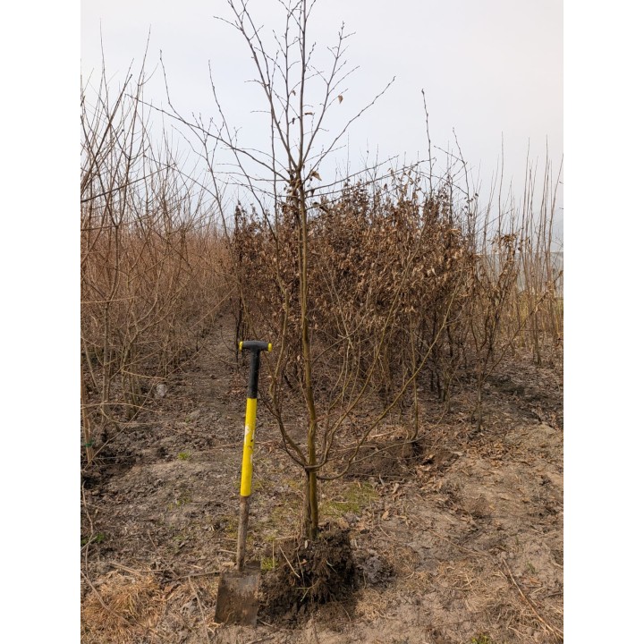 Grab Zwyczajny (Carpinus betulus) Drzewo Obwód 8-10cm