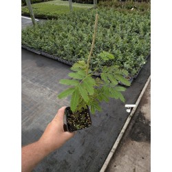 Albicja jedwabista Albizia julibrissin sadzonka 20-50 cm, P9 miododajna