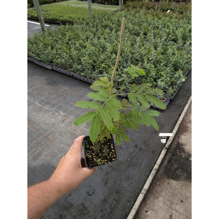 Albicja jedwabista 40–60 cm P9 – ozdobna sadzonka | SadzonkiDrzew.pl