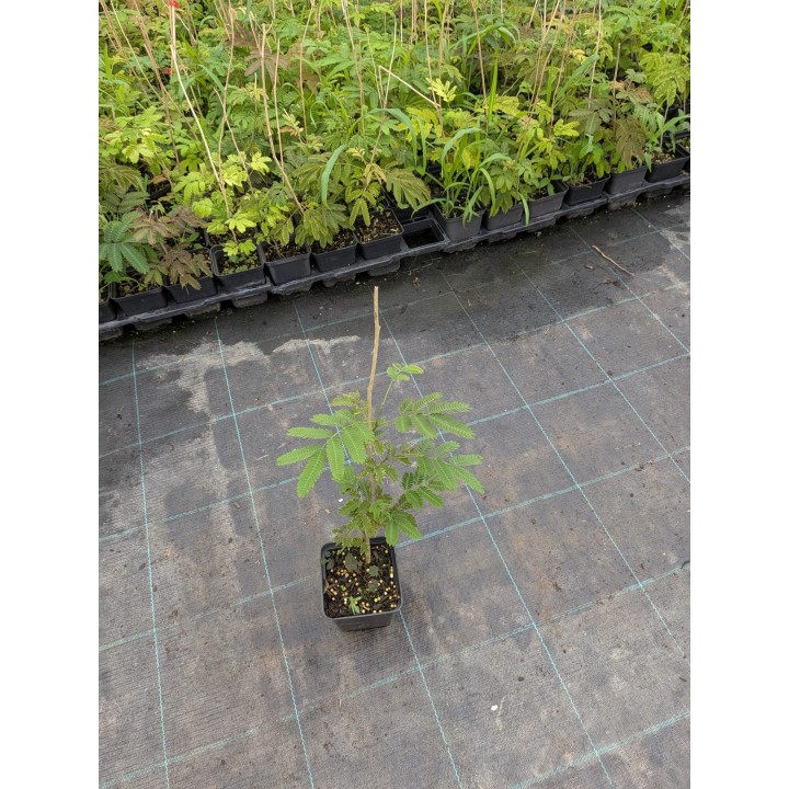 Albicja jedwabista 40–60 cm P9 – ozdobna sadzonka | SadzonkiDrzew.pl