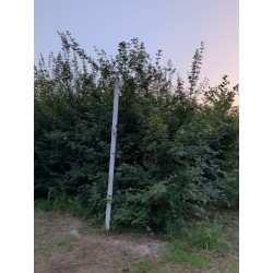 Klon polny (Acer campestre) – drzewo alejowe, goły korzeń, rozmiar do wyboru