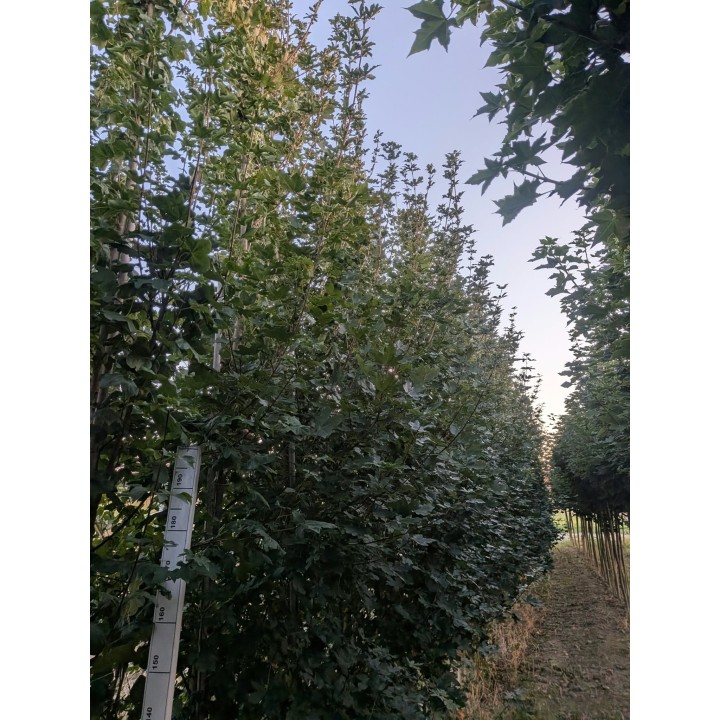 Klon polny (Acer campestre) – drzewo alejowe, goły korzeń, rozmiar do wyboru