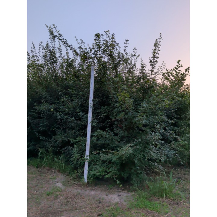 Klon polny (Acer campestre) – drzewo alejowe, goły korzeń, rozmiar do wyboru