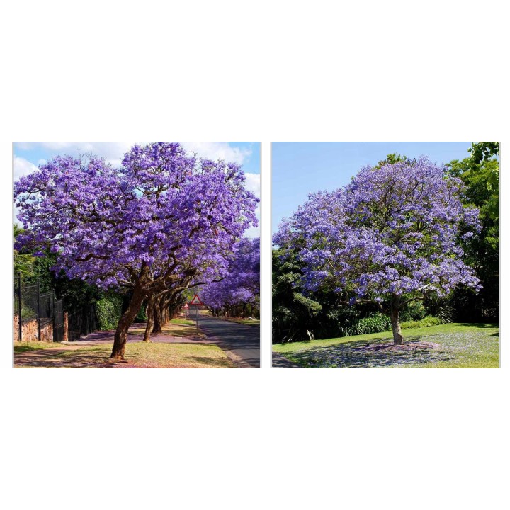 Paulownia (Drzewko Szczęścia) 2-letnia sadzonka 50–70 cm w doniczce P9 — egzotyka do ogrodu