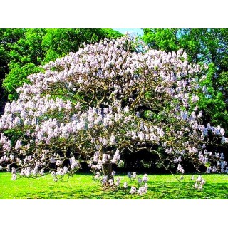 Paulownia – Szybkorosnące Drzewko Szczęścia 50–70 cm, 2-letnia sadzonka P9