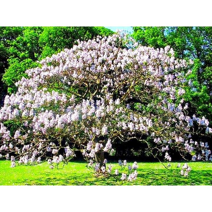 Paulownia – Szybkorosnące Drzewko Szczęścia 50–70 cm, 2-letnia sadzonka P9