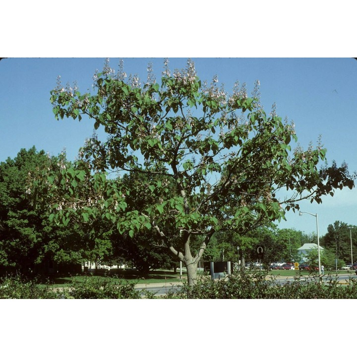 Paulownia (Drzewko Szczęścia) 2-letnia sadzonka 50–70 cm w doniczce P9 — egzotyka do ogrodu