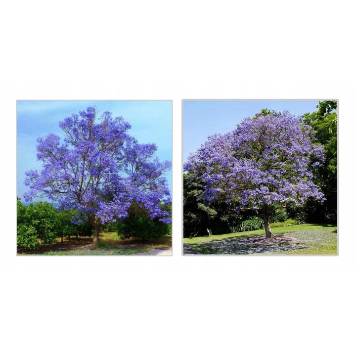 Paulownia – Szybkorosnące Drzewko Szczęścia 50–70 cm, 2-letnia sadzonka P9