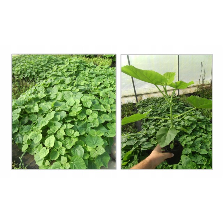 Paulownia – Szybkorosnące Drzewko Szczęścia 50–70 cm, 2-letnia sadzonka P9