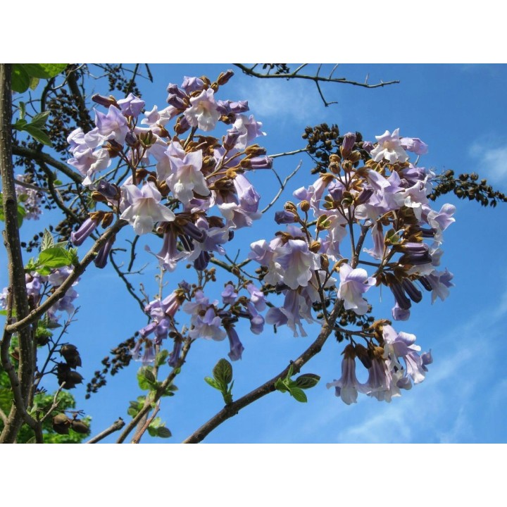 Paulownia – Szybkorosnące Drzewko Szczęścia 50–70 cm, 2-letnia sadzonka P9