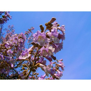 Paulownia „Drzewko Szczęścia” – szybkorosnąca sadzonka 50–70 cm, doniczka P9