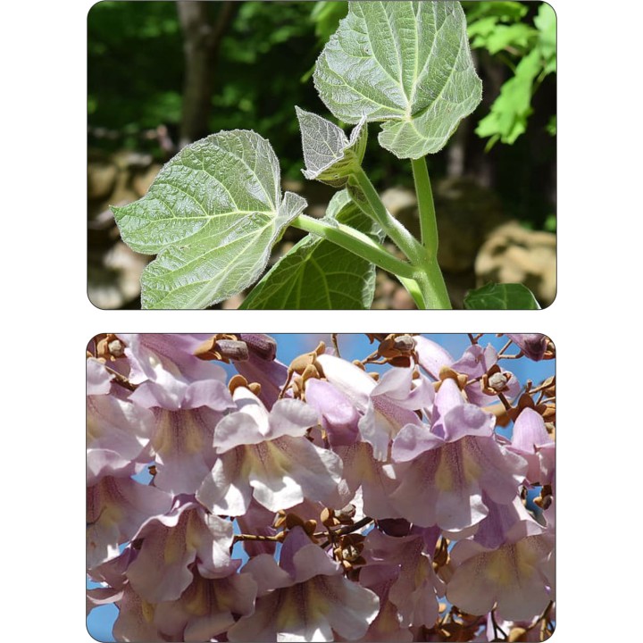 Paulownia „Drzewko Szczęścia” – szybkorosnąca sadzonka 50–70 cm, doniczka P9