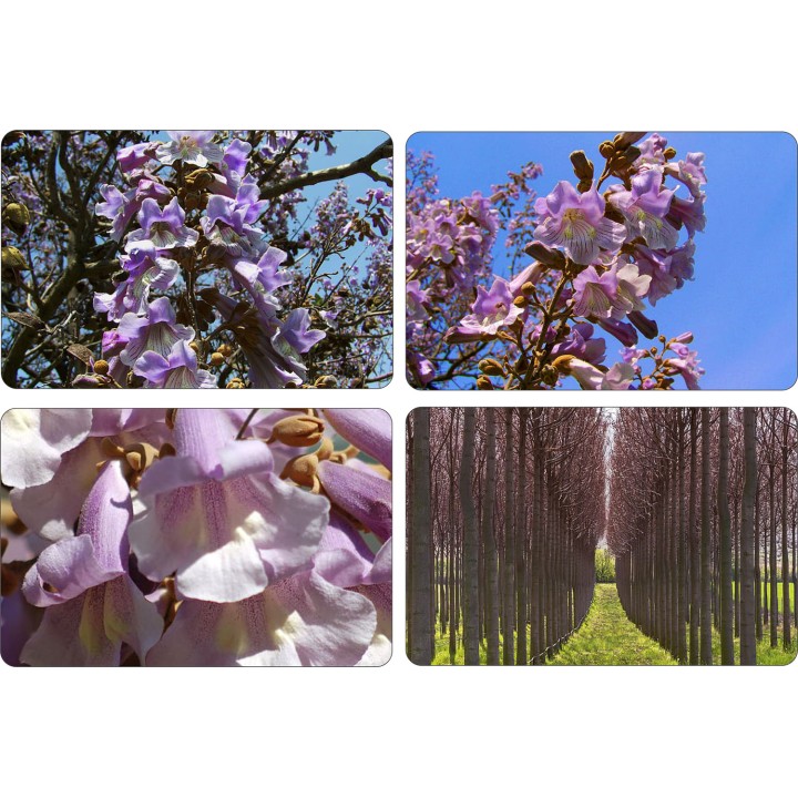Paulownia „Drzewko Szczęścia” – szybkorosnąca sadzonka 50–70 cm, doniczka P9