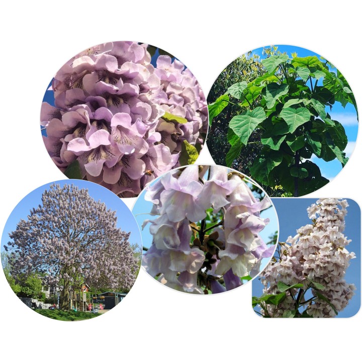 Paulownia „Drzewko Szczęścia” – szybkorosnąca sadzonka 50–70 cm, doniczka P9