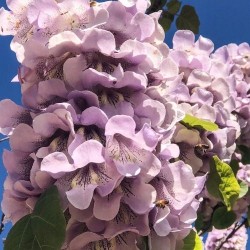 Paulownia (Drzewko Szczęścia) zestaw 10 sadzonek 30–50 cm — szybki wzrost, kwiaty fiołkowe