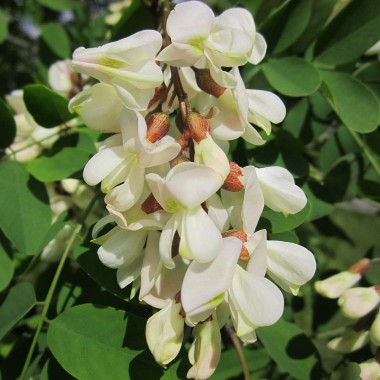 Robinia akacja miododajna sadzonka 150-200 cm