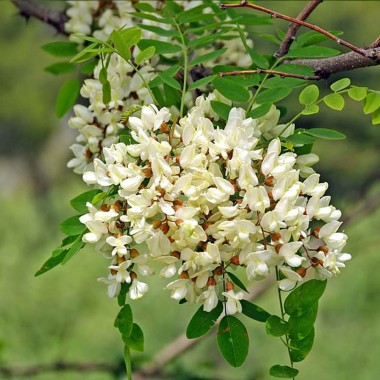 Robinia akacja miododajna sadzonka obw. 6-8 cm