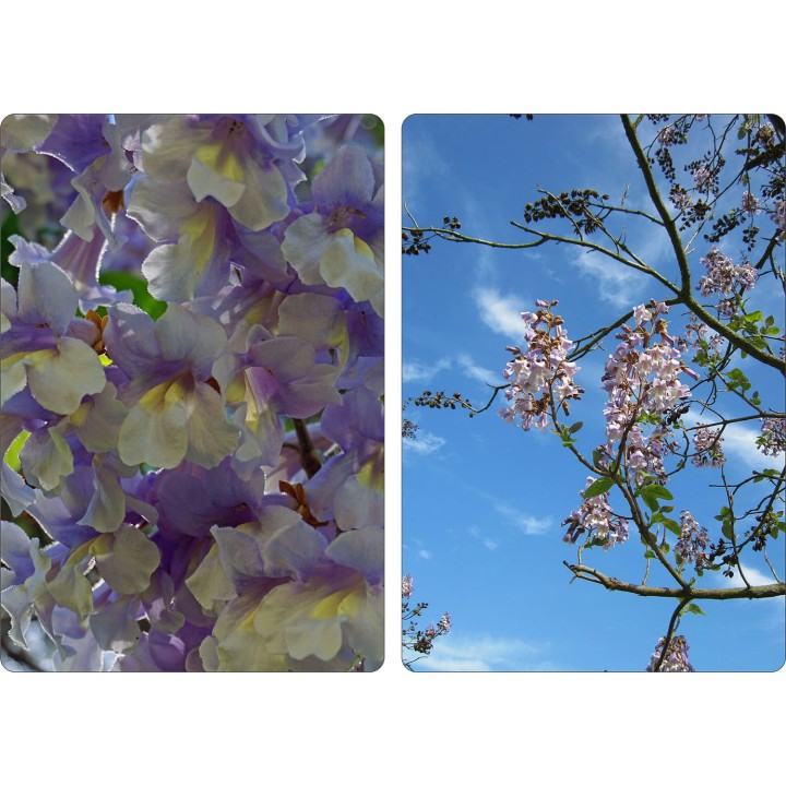 Paulownia „Drzewko Szczęścia” – szybkorosnąca sadzonka 50–70 cm, doniczka P9