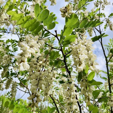 Robinia akacja miododajna sadzonka obw. 8-10 cm