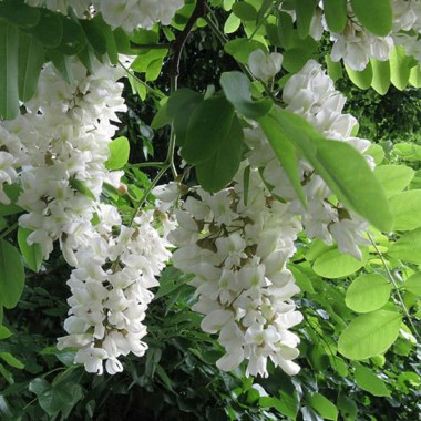 Robinia akacja miododajna sadzonka obw. 10-12 cm