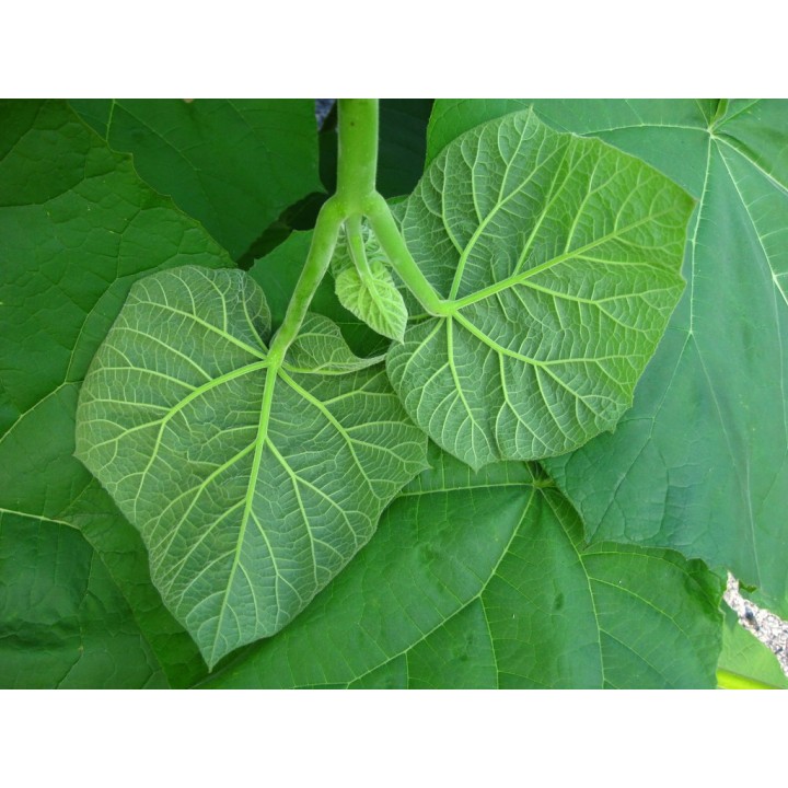 Paulownia (Drzewko Szczęścia) zestaw 10 sadzonek 30–50 cm — szybki wzrost, kwiaty fiołkowe