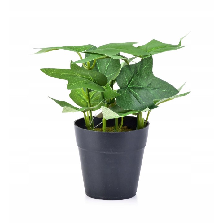 Paulownia (Drzewko Szczęścia) zestaw 10 sadzonek 30–50 cm — szybki wzrost, kwiaty fiołkowe