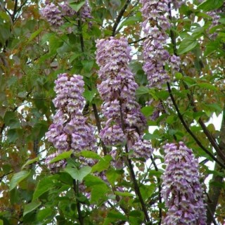 Paulownia „Drzewko Szczęścia” – Zestaw 10 sadzonek 50–70 cm, szybki wzrost i kwiaty