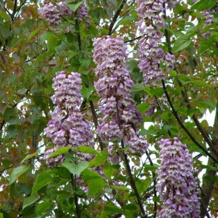 Paulownia „Drzewko Szczęścia” – Zestaw 10 sadzonek 50–70 cm, szybki wzrost i kwiaty