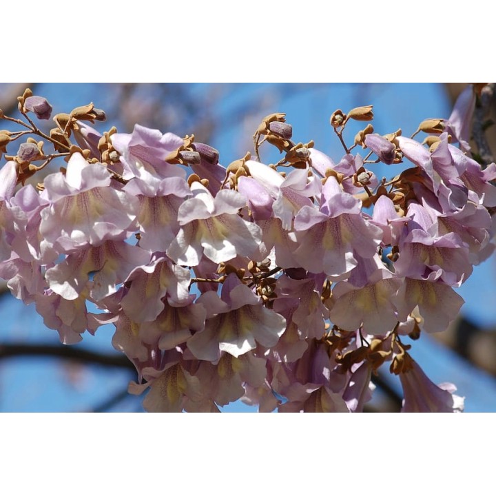 Paulownia (Drzewko Szczęścia) zestaw 10 sadzonek 30–50 cm — szybki wzrost, kwiaty fiołkowe