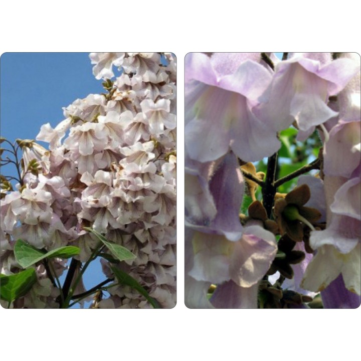 Paulownia „Drzewko Szczęścia” – Zestaw 10 sadzonek 50–70 cm, szybki wzrost i kwiaty