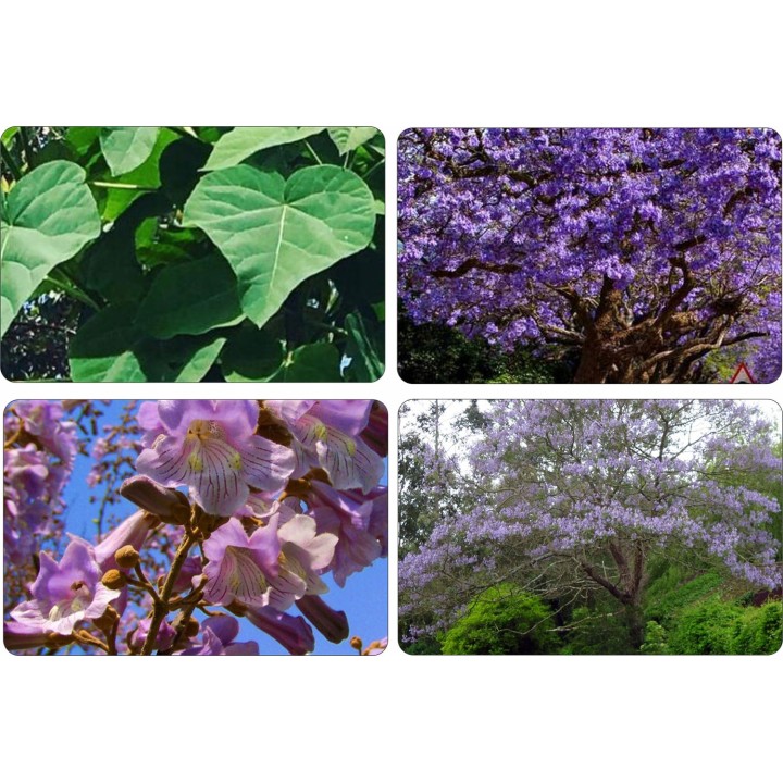 Paulownia (Drzewko Szczęścia) zestaw 10 sadzonek 30–50 cm — szybki wzrost, kwiaty fiołkowe